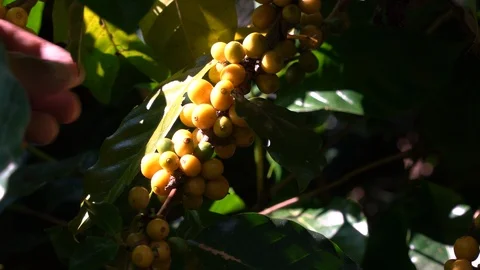 Hand picking coffee beans from branch of coffee plant Stock Footage 123415388