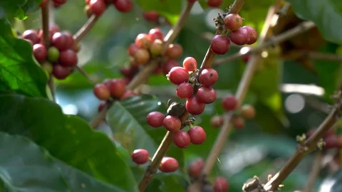 Hand picking coffee beans from branch of coffee plant Stock Footage 123416233