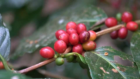Hand picking coffee beans from branch of coffee plant Stock Footage 123417844