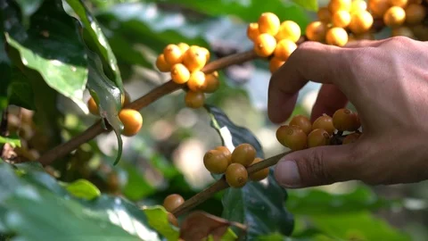 Hand picking coffee beans from branch of coffee plant Stock Footage 124355400