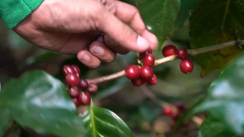 Hand picking coffee beans from branch of coffee plant Stock Footage 124355696