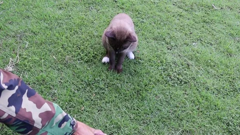 Hand is picking crab to brown cat for playing on green grasses Stock Footage 139950128