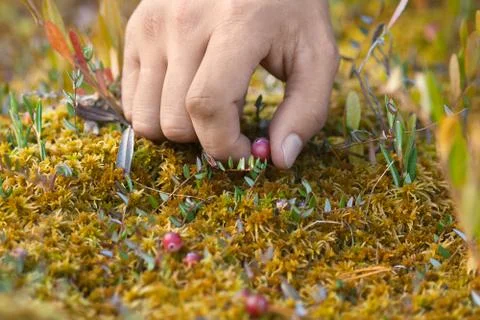 Hand picking cranberry Stock Photos