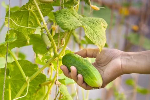 Hand picking cucumber in the garden Stock Photos