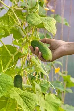 Hand picking cucumber in the hothouse Stock Photos