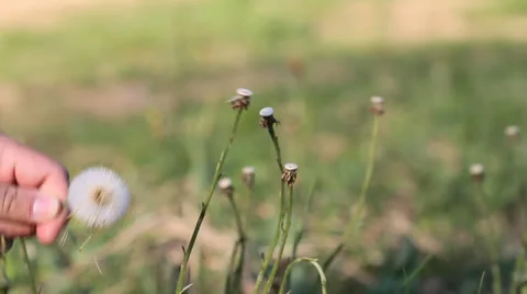Hand picking dandelion plant Stock Footage 24709671