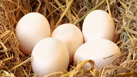 Hand picking duck eggs from straw nest. real country life Stock Footage 120999639