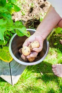 Hand picking early potatoes Stock Photos