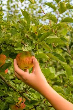 Hand picking fresh apple 스톡 사진