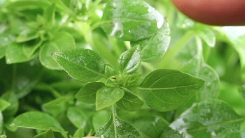 Hand picking fresh basil in herbal garden Stock Footage 135224700