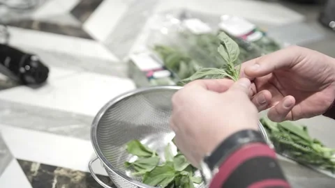 Hand picking fresh basil leaves in the kitchen Stock Footage 171462955