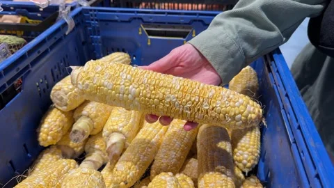 Hand Picking Fresh Corn Cob from Blue Crate Stock Footage 345932073