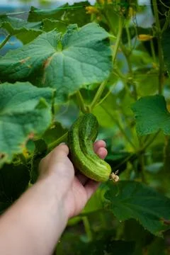 Hand picking fresh cucumber in a vegetable garden Stock Photos