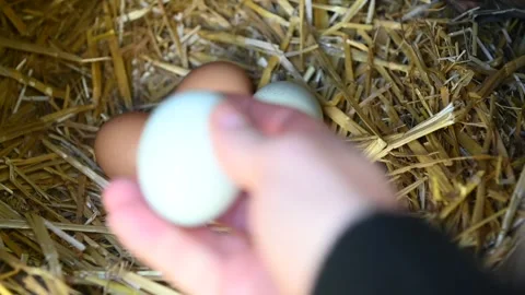 Hand Picking Fresh Egg from Nest with Colorful Farm Eggs Видео 334376616
