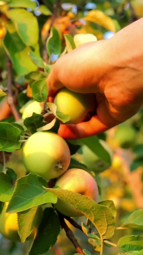 Hand Picking Fresh Green Apple from Tree Branch Stock Footage 346641034