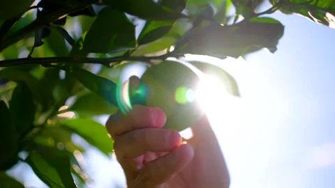Hand Picking Fresh Green Lime From Tree With Sunlight in Citrus Orchard 스톡 동영상 328523991