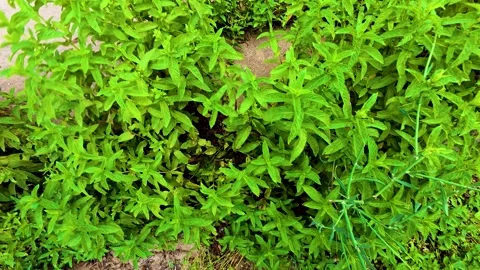 Hand Picking Fresh Green Mint Leaves in the Garden Stock Footage 339987367