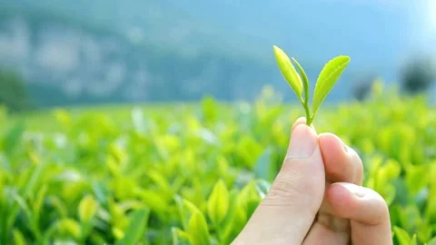 Hand picking fresh green tea leaf in mountain plantation Stock Footage 332280769
