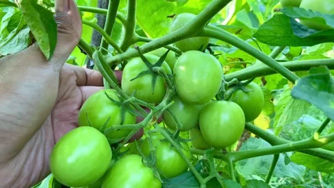 Hand Picking Fresh Green Tomatoes in a Garden Stock Footage 343624114