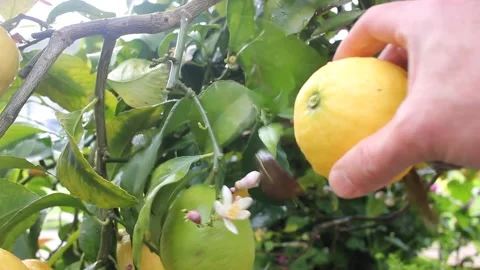 Hand Picking Fresh Lemon From Tree in Garden Stockbeeldmateriaal 336754896
