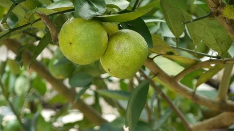 Hand picking up fresh lime on tree in garden 스톡 동영상 124770108