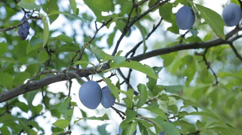 Hand picking of fresh ripe plums Stock Footage 39356782