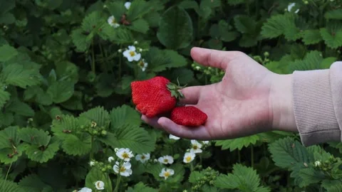 Hand picking fresh ripe strawberries from garden bed with blooming strawberry Stock Footage 310337853