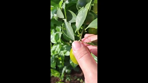 Hand picking fresh small orange from tree Stock Footage 337785821
