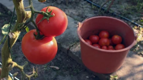 Hand picking for fresh tomatoes and putting them into basket Stock Footage 8656066