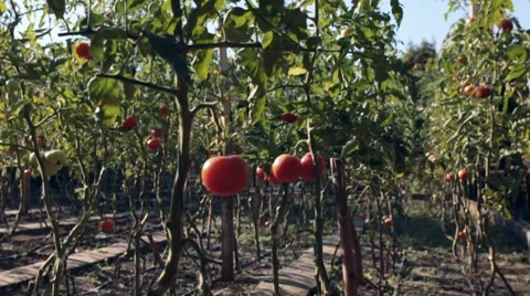 Hand picking for fresh tomatoes Stock Footage 8674937