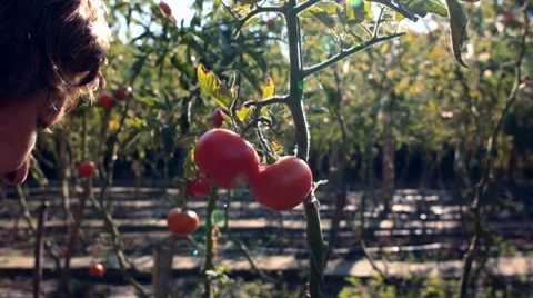 Hand picking for fresh tomatoes with lens flare Stock Footage 8674283