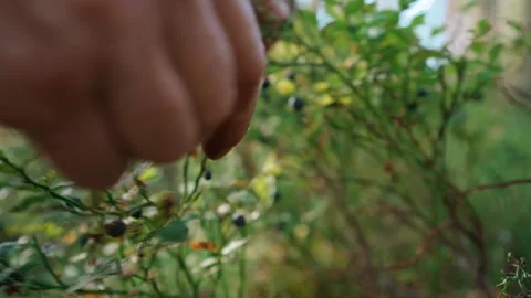 Hand picking fresh wild blueberries from bush in close up Stock Footage 345865334