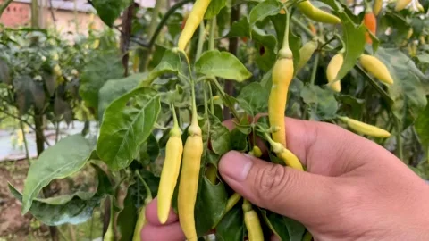 Hand picking fresh yellow chili peppers from a plant in a farm garden 库存影片 337098760