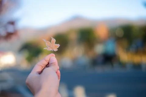 Hand picking frozen maple leaf in autumn season Stock-Fotos