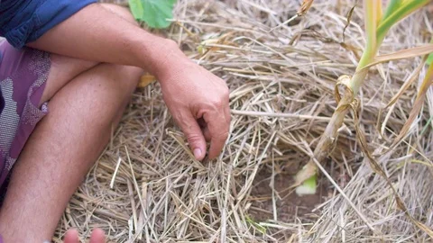 Hand picking garlic from the soil Video stock 76139455