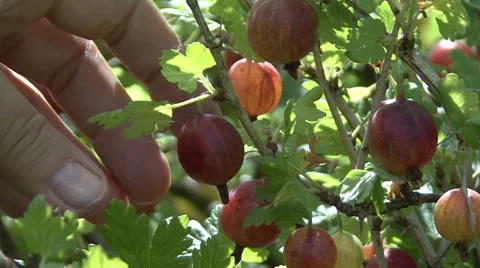 Hand picking  gooseberry 스톡 동영상 54409316