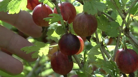 Hand picking  gooseberry Video stock 54409460