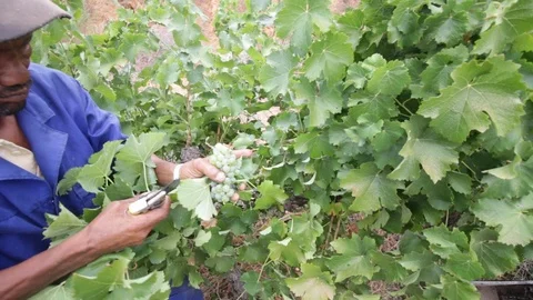 Hand picking grape harvest 2 Video stock 119300123