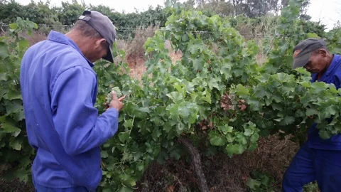 Hand picking grape harvest 4 Video stock 119300170
