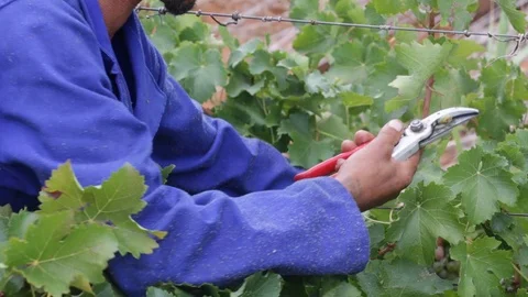 Hand picking grape harvest 5 Video stock 119300227