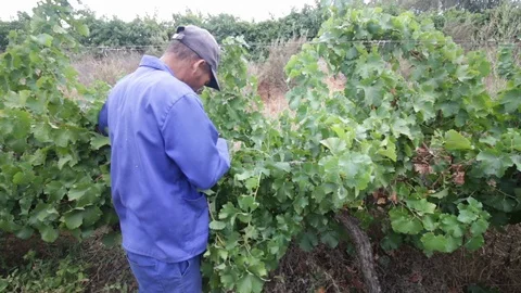 Hand picking grape harvest Video stock 119300114