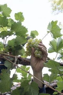 Hand Picking Green Grape Cluster Stock Photos