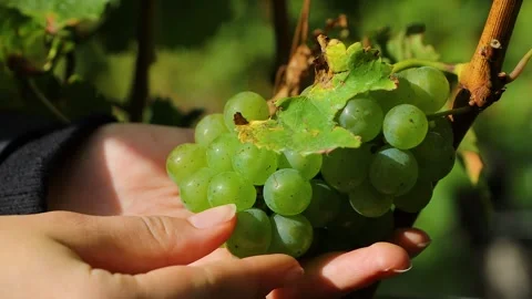 Hand picking green grapes from a grape cluster on the vine in a vineyard Stock Footage 340269746