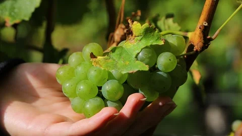 Hand picking green grapes from a grape cluster on the vine in a vineyard Stock Footage 340269785
