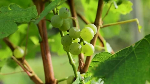 Hand picking green grapes from a grape cluster on the vine in a vineyard Stock Footage 340269804