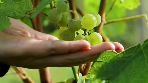 Hand picking green grapes from a grape cluster on the vine in a vineyard Stock Footage 340269805