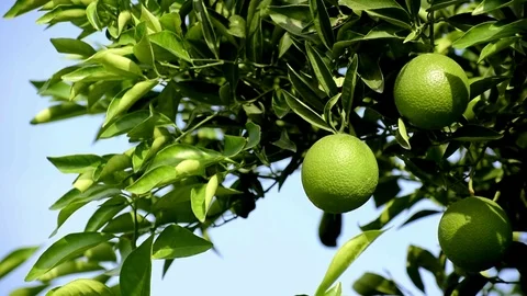 Hand picking green ripening oranges growing on the orange tree. Vídeos de archivo 117940540