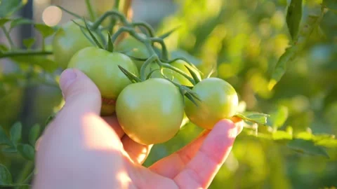 Hand picking green tomatoes from a lush garden plant in 4k slow motion 60fps Stock Footage 284310097