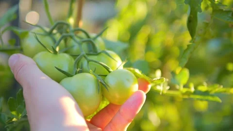 Hand picking green tomatoes from a lush garden plant in 4k slow motion 60fps Stock Footage 284310145