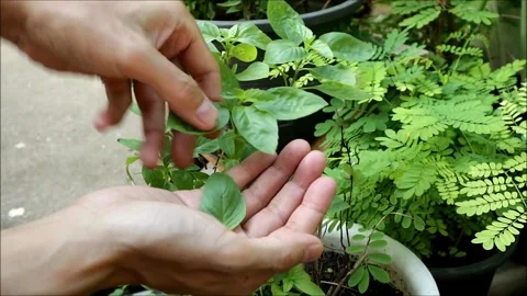 Hand Picking Holy Basil Leaves from Potted Plant for Cooking Stock Footage 276733738